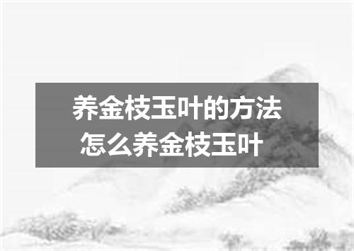 养金枝玉叶的方法 怎么养金枝玉叶