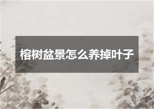 榕树盆景怎么养掉叶子