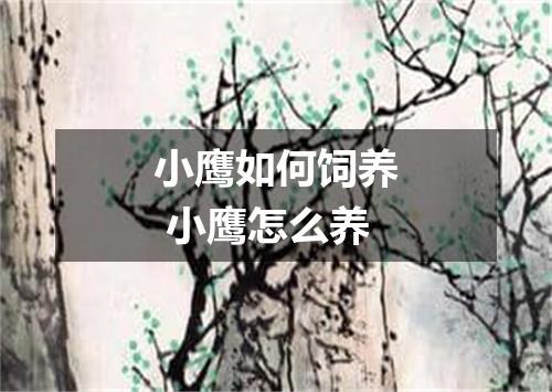 小鹰如何饲养 小鹰怎么养