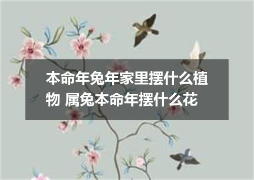 本命年兔年家里摆什么植物 属兔本命年摆什么花