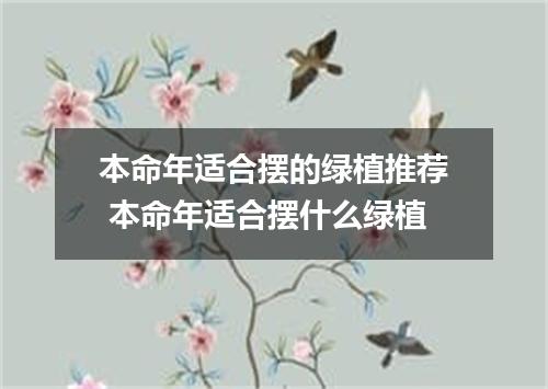 本命年适合摆的绿植推荐 本命年适合摆什么绿植