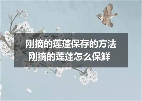 刚摘的莲蓬保存的方法 刚摘的莲蓬怎么保鲜