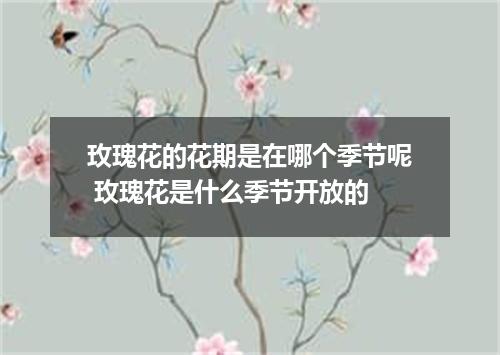 玫瑰花的花期是在哪个季节呢 玫瑰花是什么季节开放的