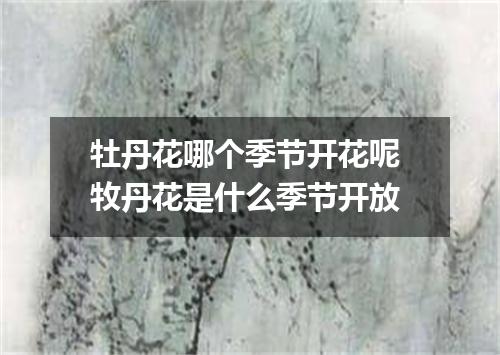 牡丹花哪个季节开花呢 牧丹花是什么季节开放