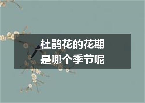 杜鹃花的花期是哪个季节呢