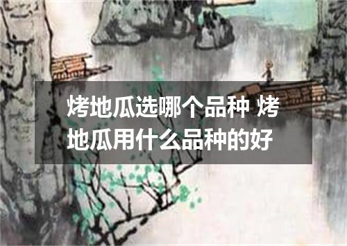 烤地瓜选哪个品种 烤地瓜用什么品种的好