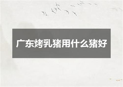 广东烤乳猪用什么猪好