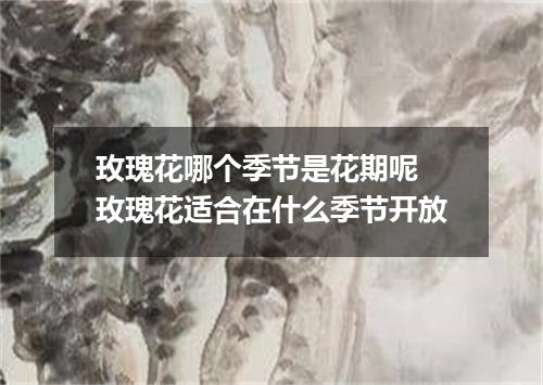 玫瑰花哪个季节是花期呢 玫瑰花适合在什么季节开放