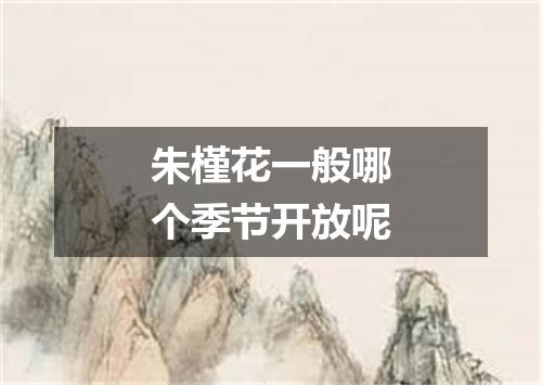 朱槿花一般哪个季节开放呢