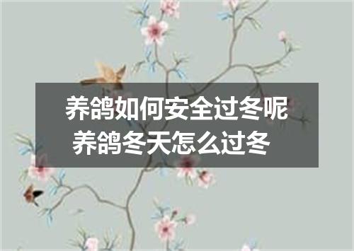 养鸽如何安全过冬呢 养鸽冬天怎么过冬