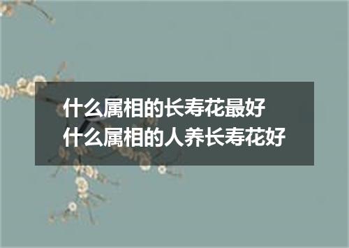 什么属相的长寿花最好 什么属相的人养长寿花好
