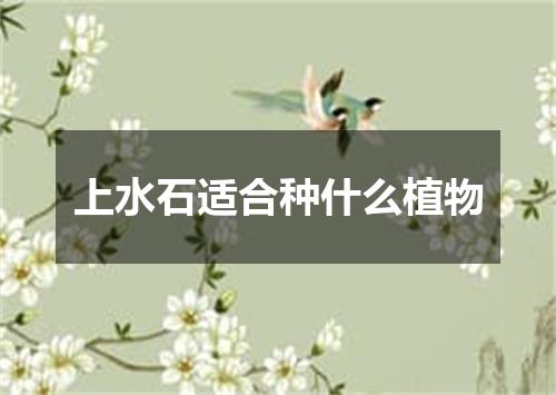 上水石适合种什么植物