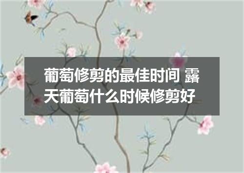 葡萄修剪的最佳时间 露天葡萄什么时候修剪好