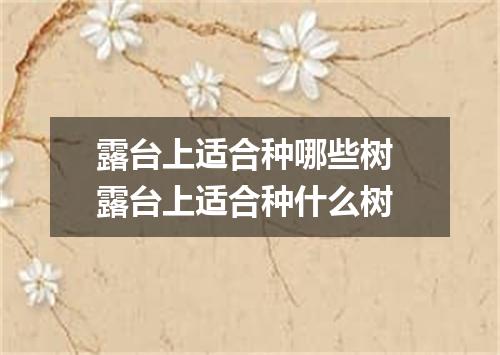 露台上适合种哪些树 露台上适合种什么树