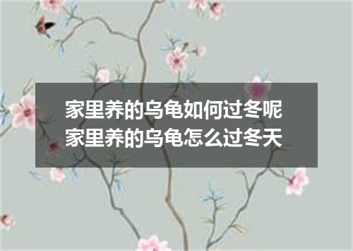 家里养的乌龟如何过冬呢 家里养的乌龟怎么过冬天