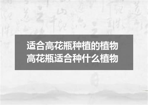 适合高花瓶种植的植物 高花瓶适合种什么植物