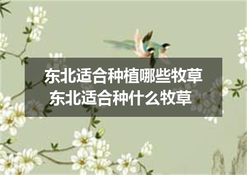 东北适合种植哪些牧草 东北适合种什么牧草