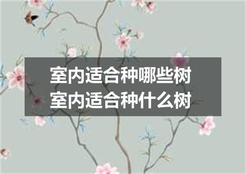 室内适合种哪些树 室内适合种什么树