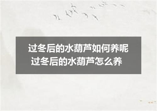 过冬后的水葫芦如何养呢 过冬后的水葫芦怎么养