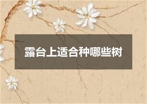 露台上适合种哪些树