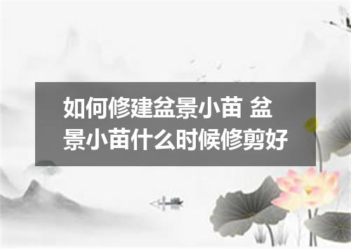 如何修建盆景小苗 盆景小苗什么时候修剪好