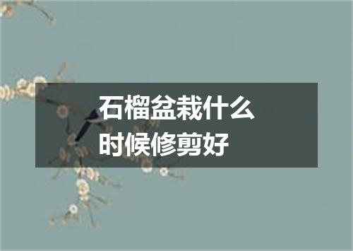 石榴盆栽什么时候修剪好