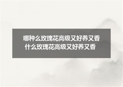 哪种么玫瑰花高级又好养又香 什么玫瑰花高级又好养又香
