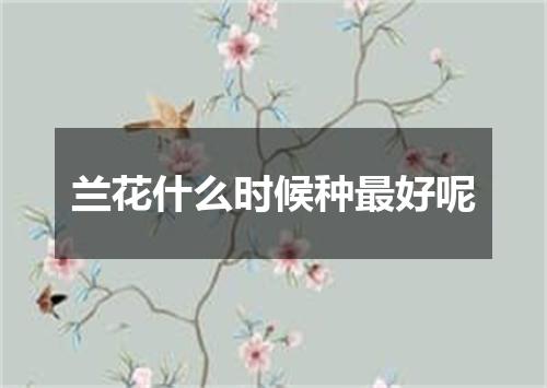兰花什么时候种最好呢
