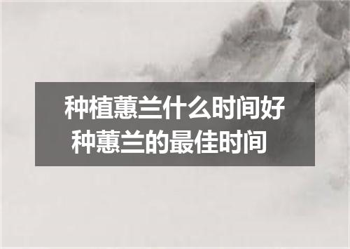 种植蕙兰什么时间好 种蕙兰的最佳时间