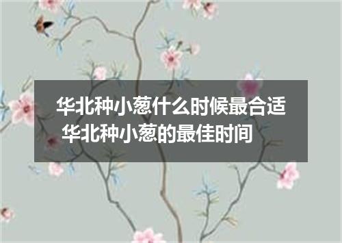 华北种小葱什么时候最合适 华北种小葱的最佳时间