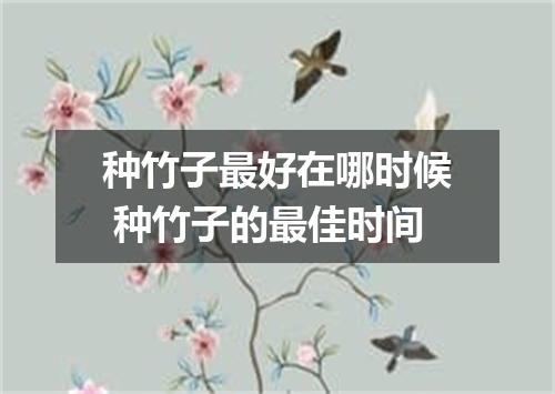 种竹子最好在哪时候 种竹子的最佳时间