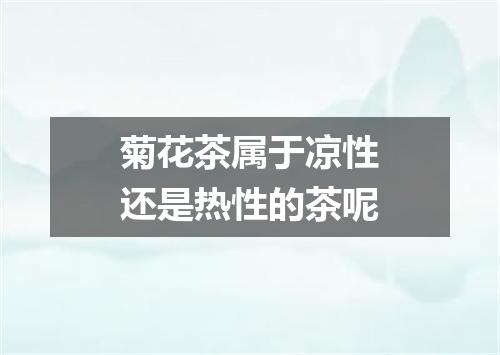 菊花茶属于凉性还是热性的茶呢