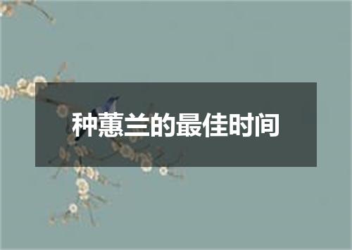 种蕙兰的最佳时间