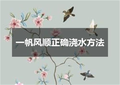 一帆风顺正确浇水方法