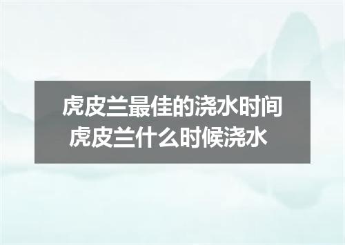 虎皮兰最佳的浇水时间 虎皮兰什么时候浇水