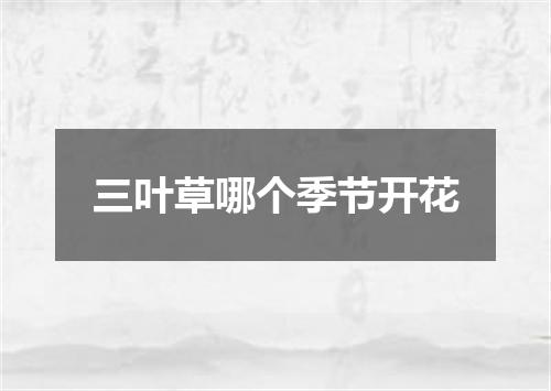 三叶草哪个季节开花