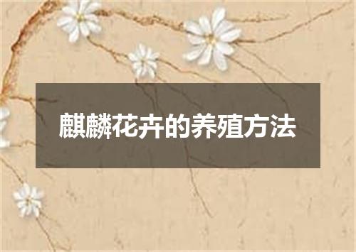 麒麟花卉的养殖方法