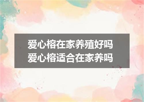 爱心榕在家养殖好吗 爱心榕适合在家养吗