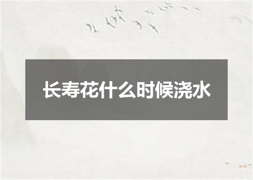 长寿花什么时候浇水