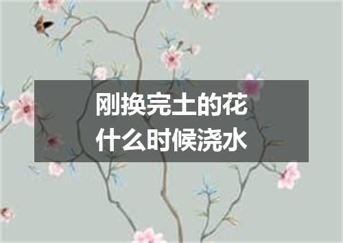 刚换完土的花什么时候浇水