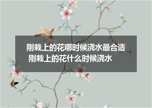 刚栽上的花哪时候浇水最合适 刚栽上的花什么时候浇水