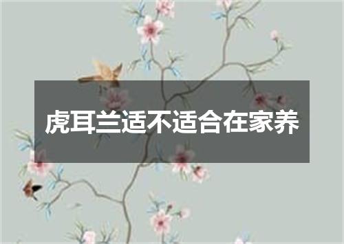 虎耳兰适不适合在家养