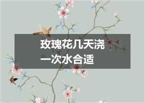 玫瑰花几天浇一次水合适