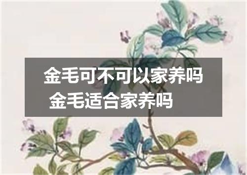 金毛可不可以家养吗 金毛适合家养吗