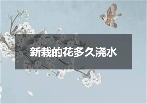 新栽的花多久浇水