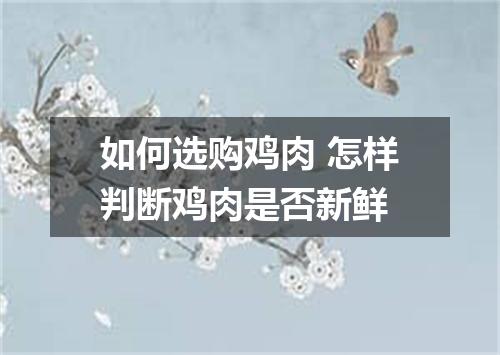 如何选购鸡肉 怎样判断鸡肉是否新鲜