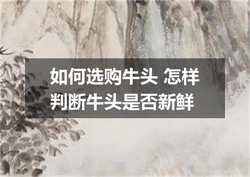 如何选购牛头 怎样判断牛头是否新鲜