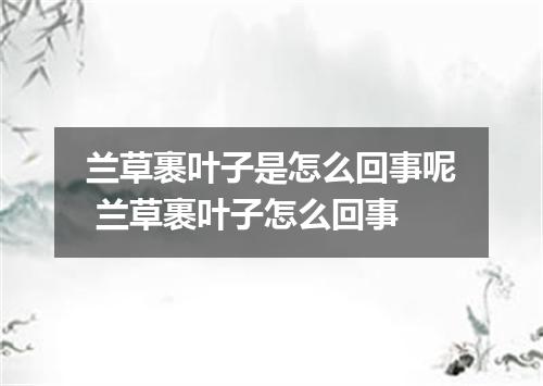 兰草裹叶子是怎么回事呢 兰草裹叶子怎么回事