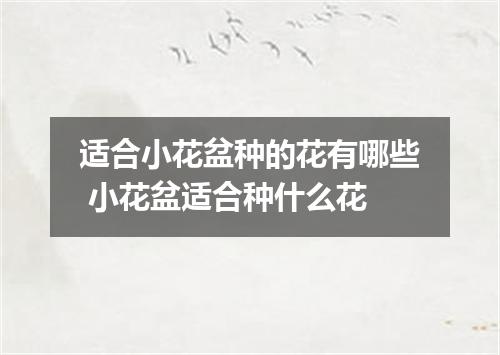 适合小花盆种的花有哪些 小花盆适合种什么花