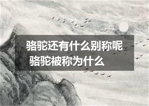 骆驼还有什么别称呢 骆驼被称为什么